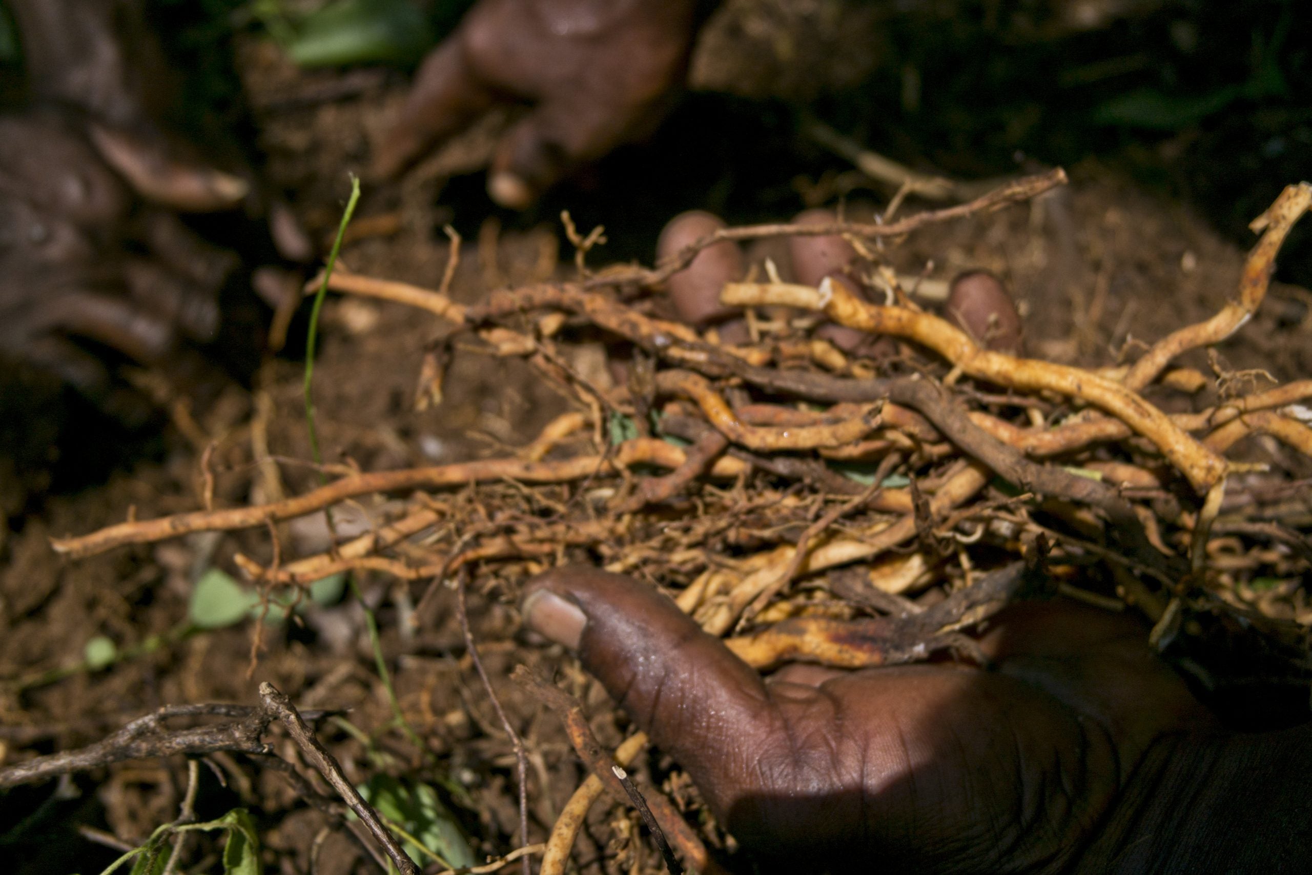 Jamaican Sarsaparilla Root (Wildcrafted) – Iset by Nature